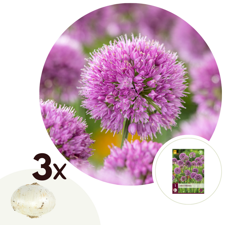 Allium Millenium - bloembollen - Set van 3