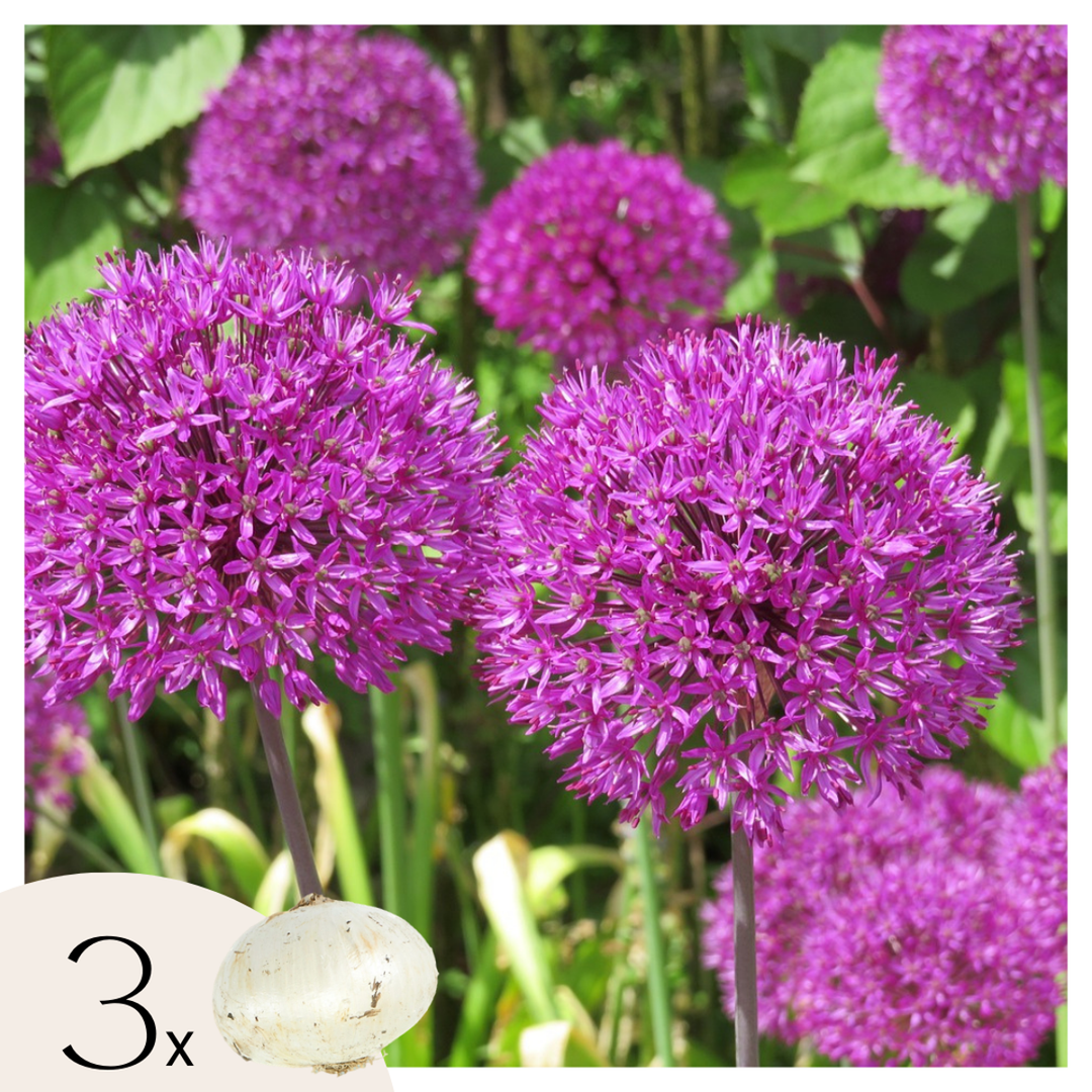 Allium Millenium - bloembollen - Set van 3