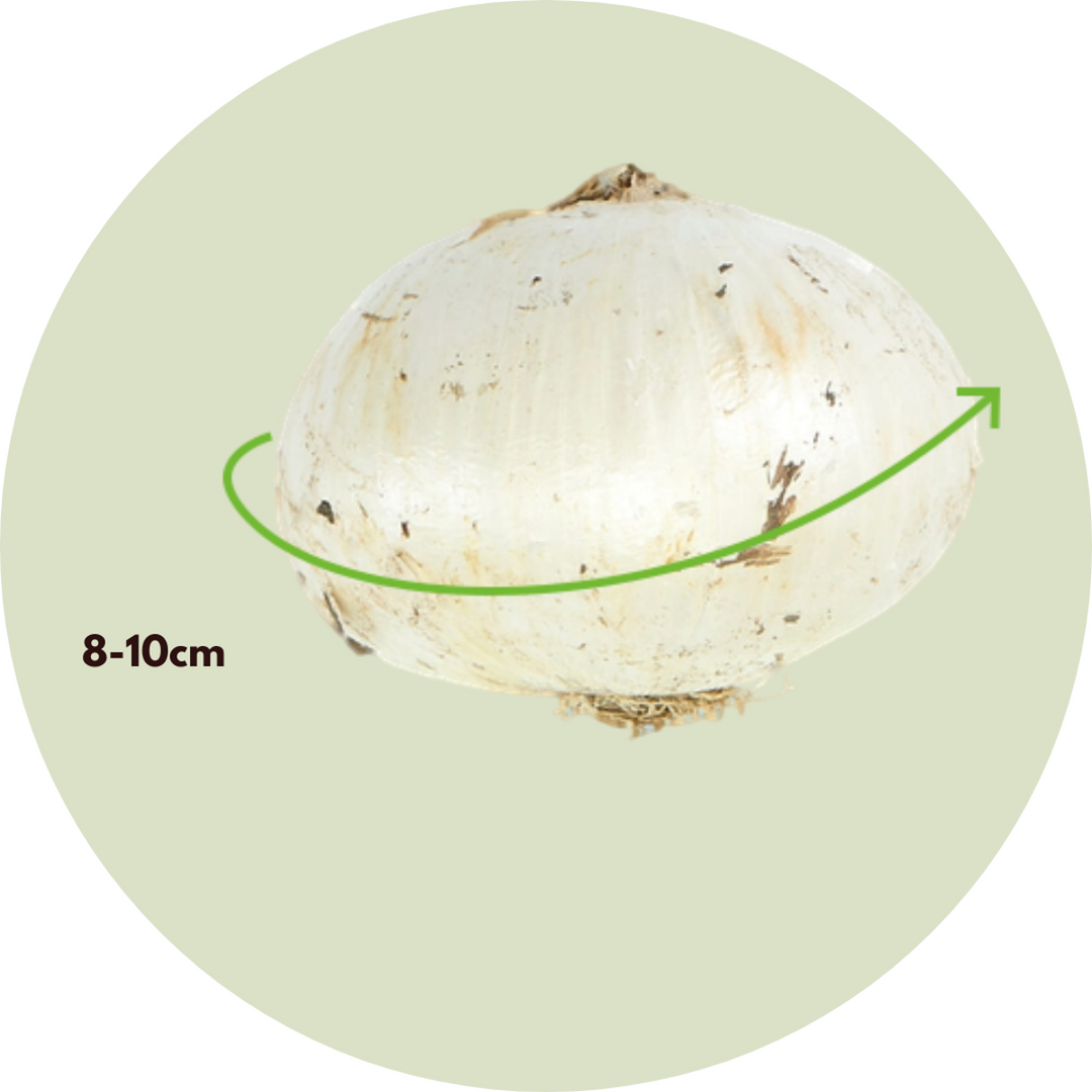 Allium Millenium - bloembollen - Set van 3