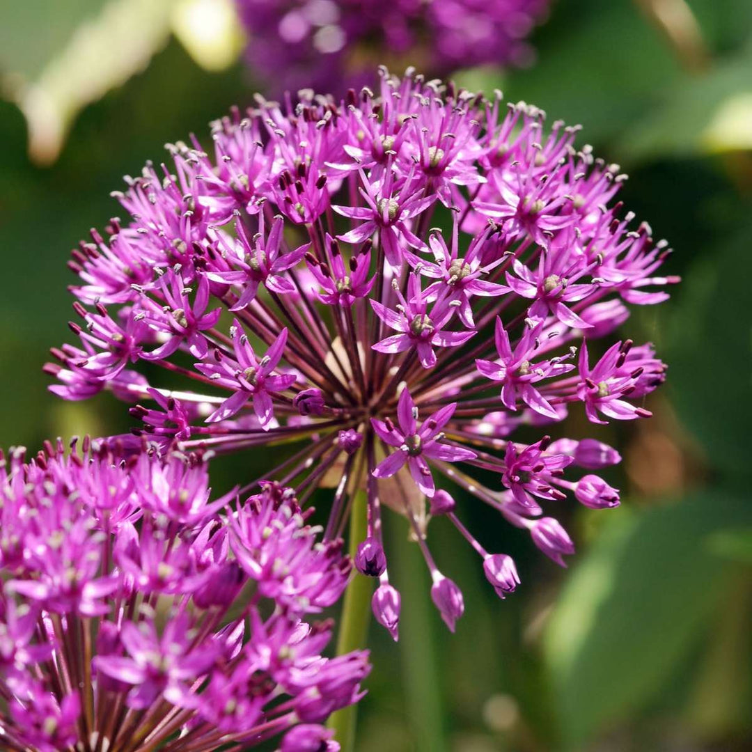 Allium Purple Sensation - Set van 30 - Bloembollen