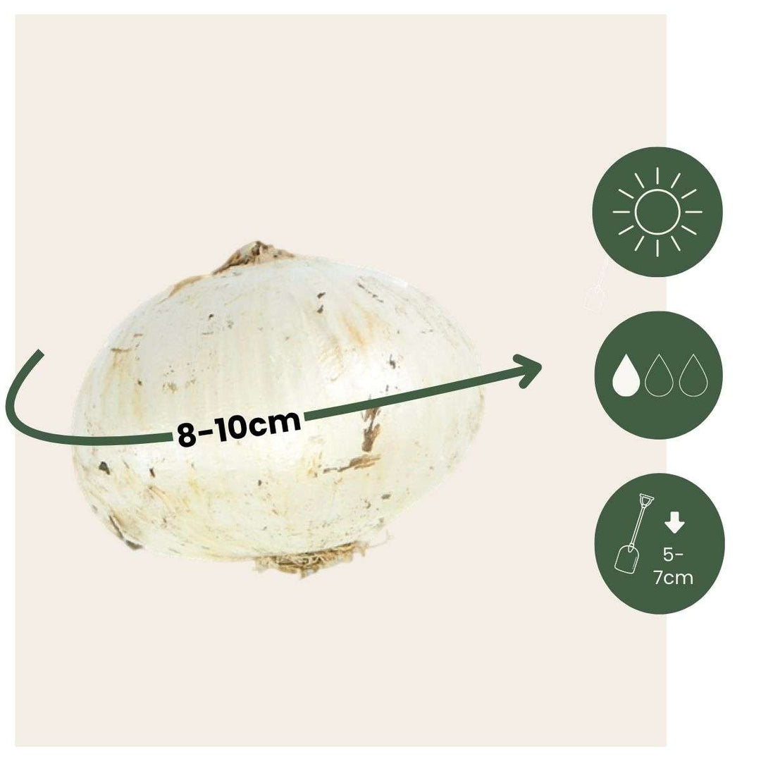 Allium Purple Sensation - Set van 30 - Bloembollen