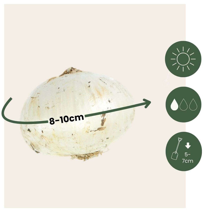 Allium Purple Sensation - Set van 30 - Bloembollen