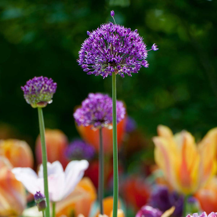Allium Purple Sensation - Set van 30 - Bloembollen