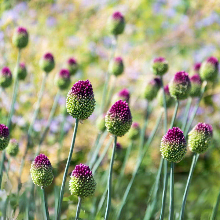 Allium Sphaerocephalon - x200 - Batak - Cvjetne lukovice