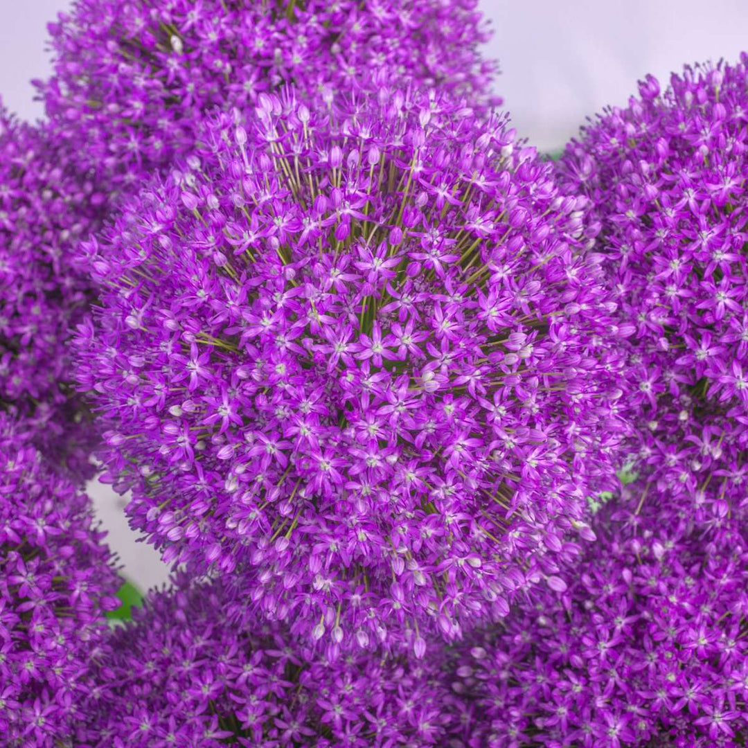 Allium Ambassador - Lukovice cvijeća x3 - Ljubičaste lukovice - Visoke