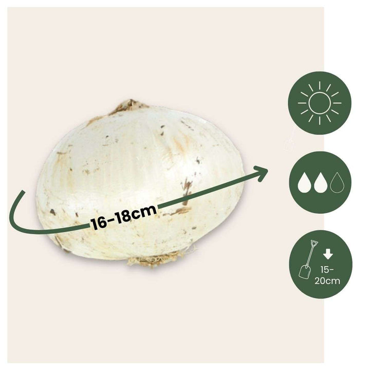 Allium Ambassador - květinové cibule - sada 6 kusů - fialové