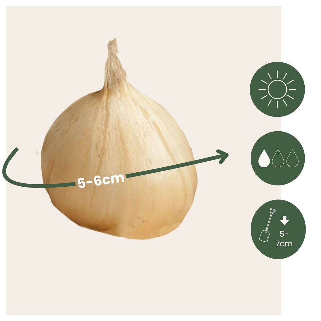 Allium Sphaerocephalon - x200 - Batak - Cvjetne lukovice