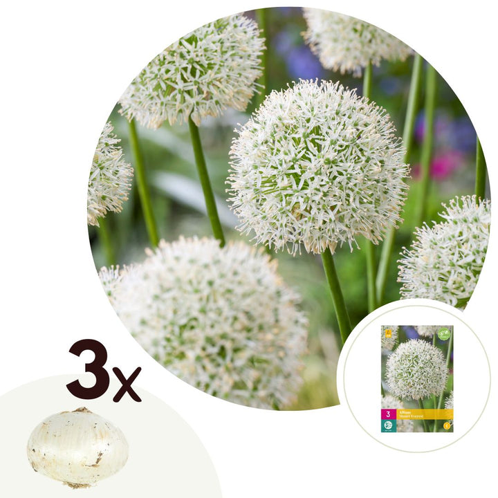 Allium Mount Everest - Bloembollen - Set van 3 - Wit