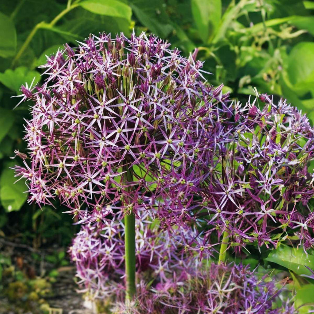 Allium Christophii - Set od 30 - Lukovice cvijeća - Ukrasni ljubičasti luk