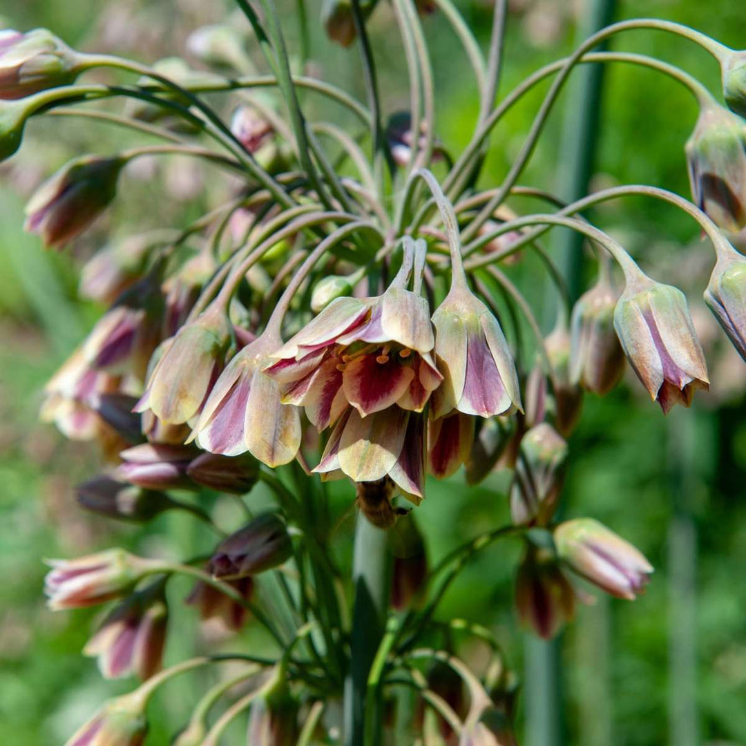 Allium Nectaroscordum Siculum - Bloembollen - Set van 30