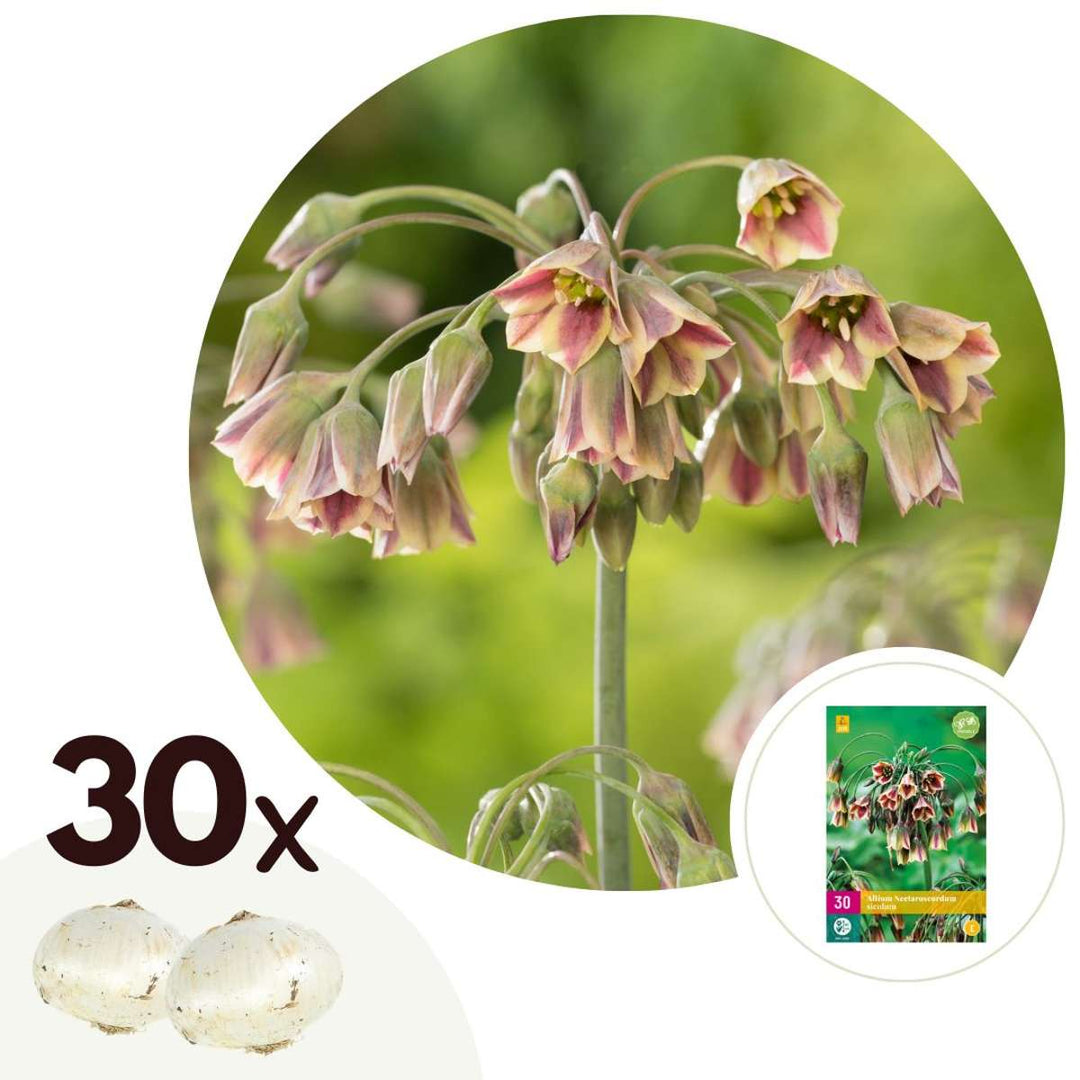 Allium Nectaroscordum Siculum - Bloembollen - Set van 30