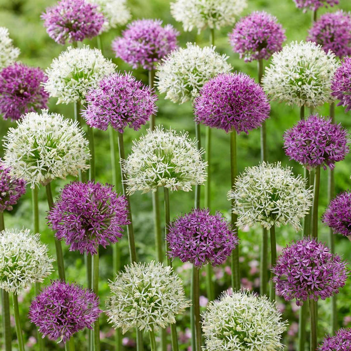 Allium paars en wit - 15 stuks - Alliumbollen