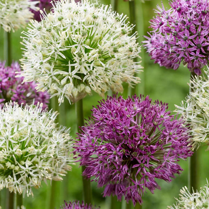 Allium paars en wit - 15 stuks - Alliumbollen