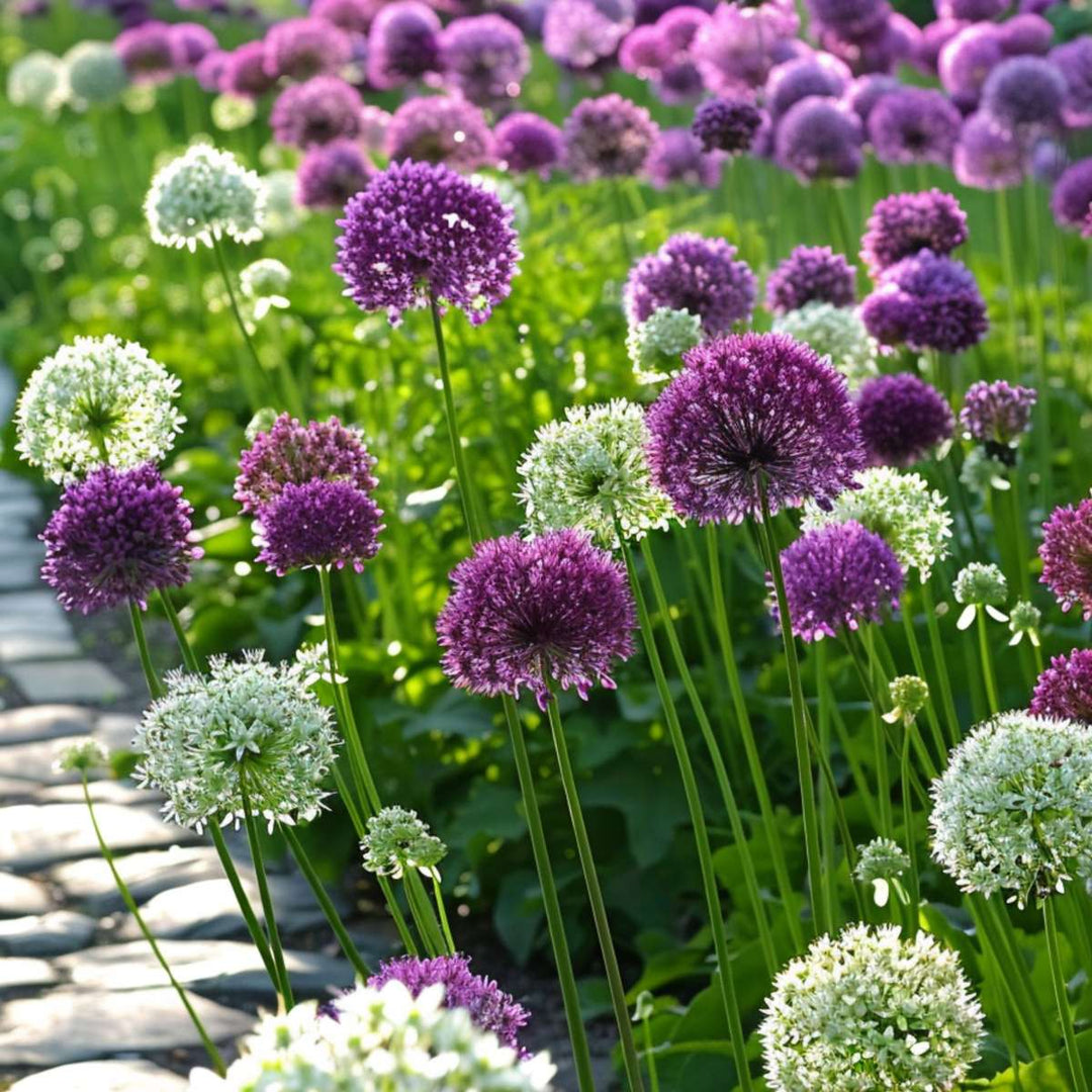 Allium paars en wit - 15 stuks - Alliumbollen