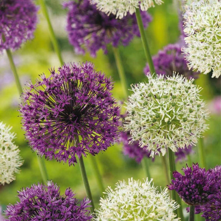 Allium paars en wit - 15 stuks - Alliumbollen