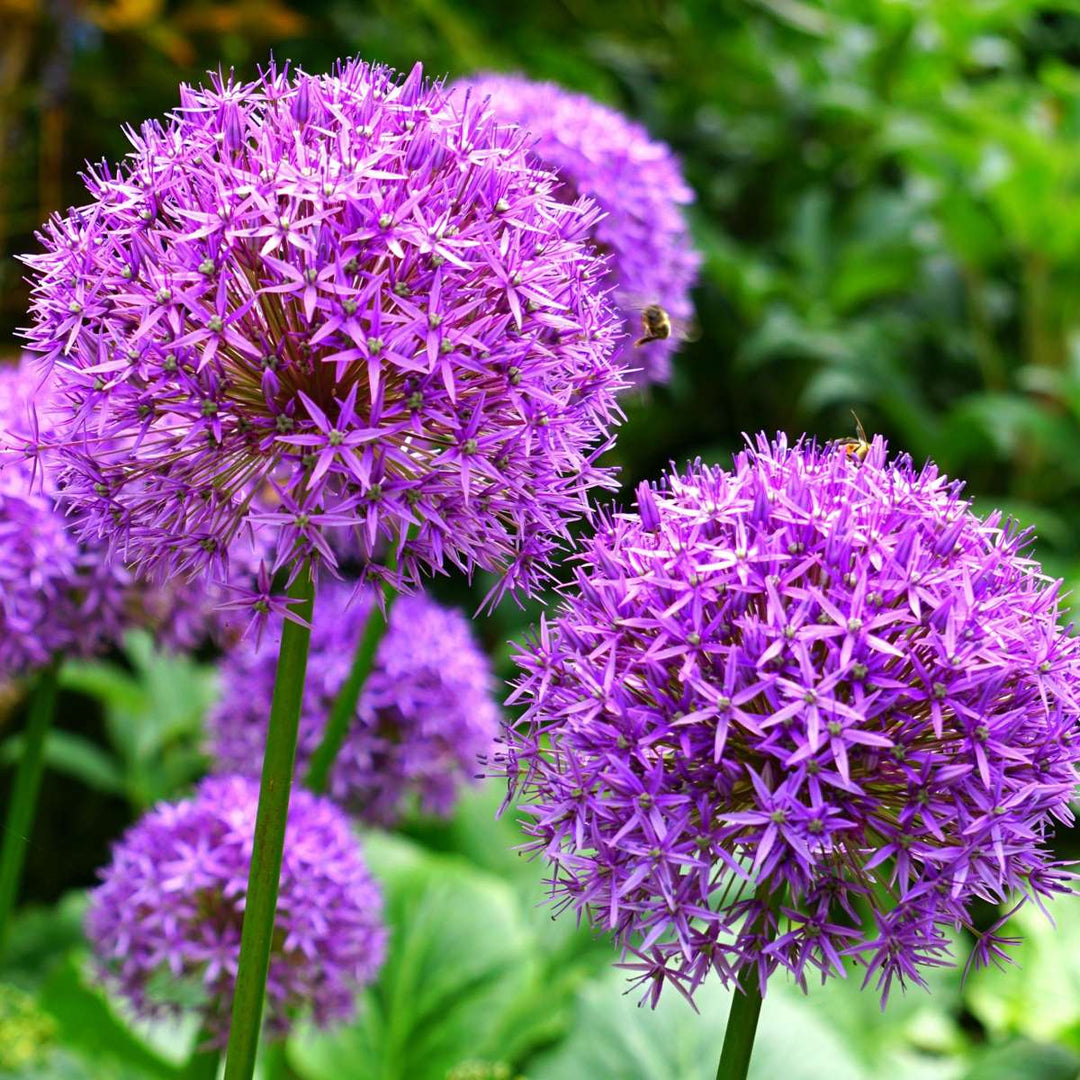 Allium paars en wit - 15 stuks - Alliumbollen