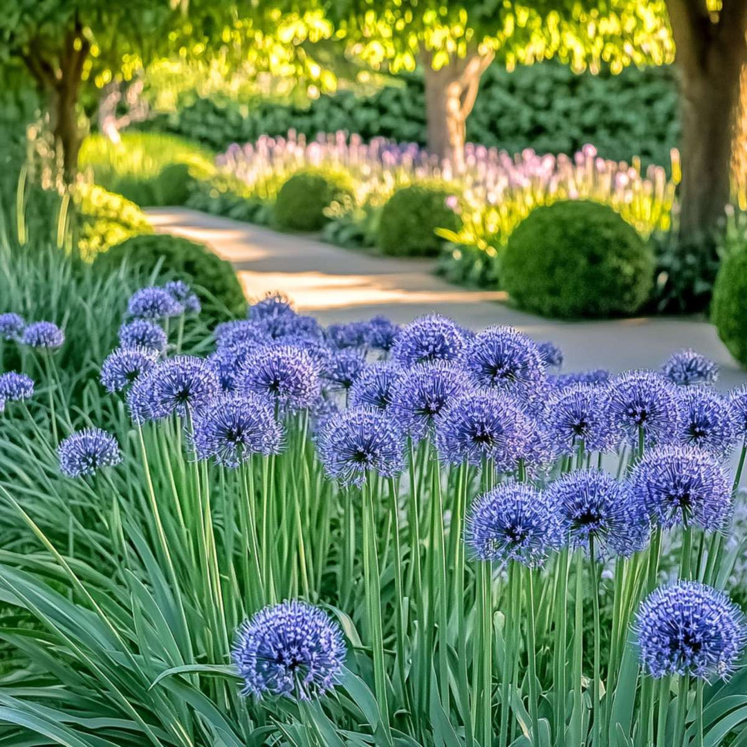 Allium Caeruleum - Sada 80 ks - Cibule květin