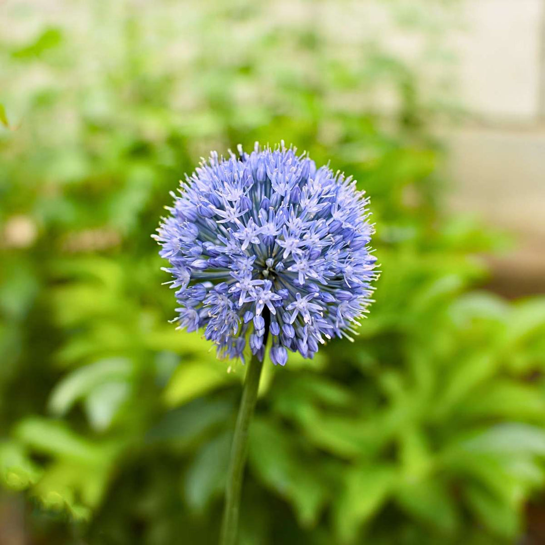 Allium Caeruleum - Sada 40 ks - Cibule květin