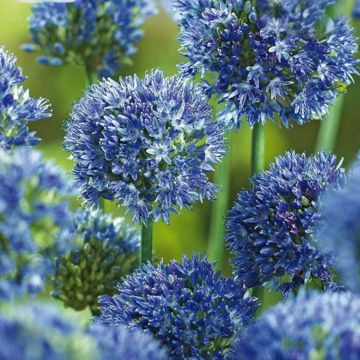 Allium Caeruleum - Sada 40 ks - Cibule květin