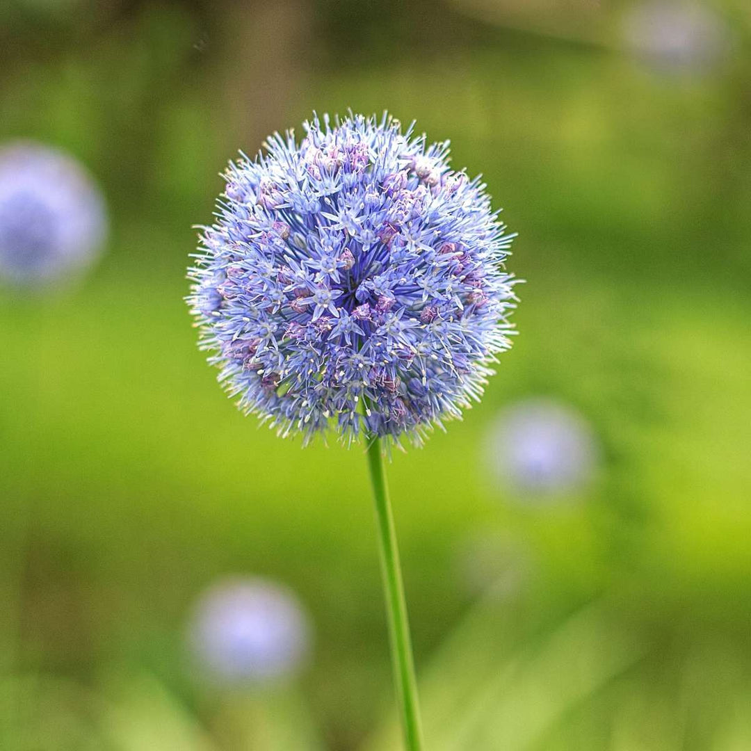 Allium Caeruleum - Sada 80 ks - Cibule květin