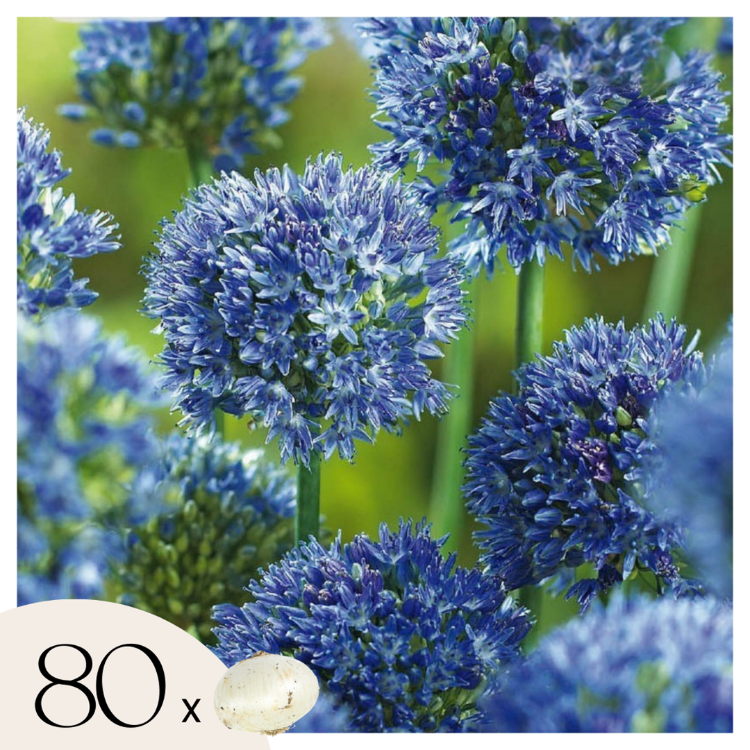 Allium Caeruleum - Sada 80 ks - Cibule květin