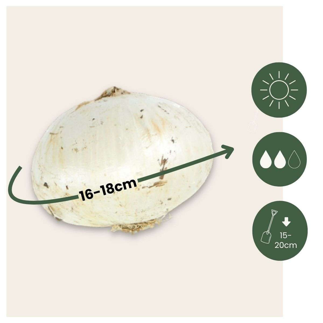 Allium Caeruleum - Sada 80 ks - Cibule květin