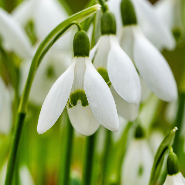 Galanthus Elwesii - Bloembollen x50 - Sneeuwklokje - Wit