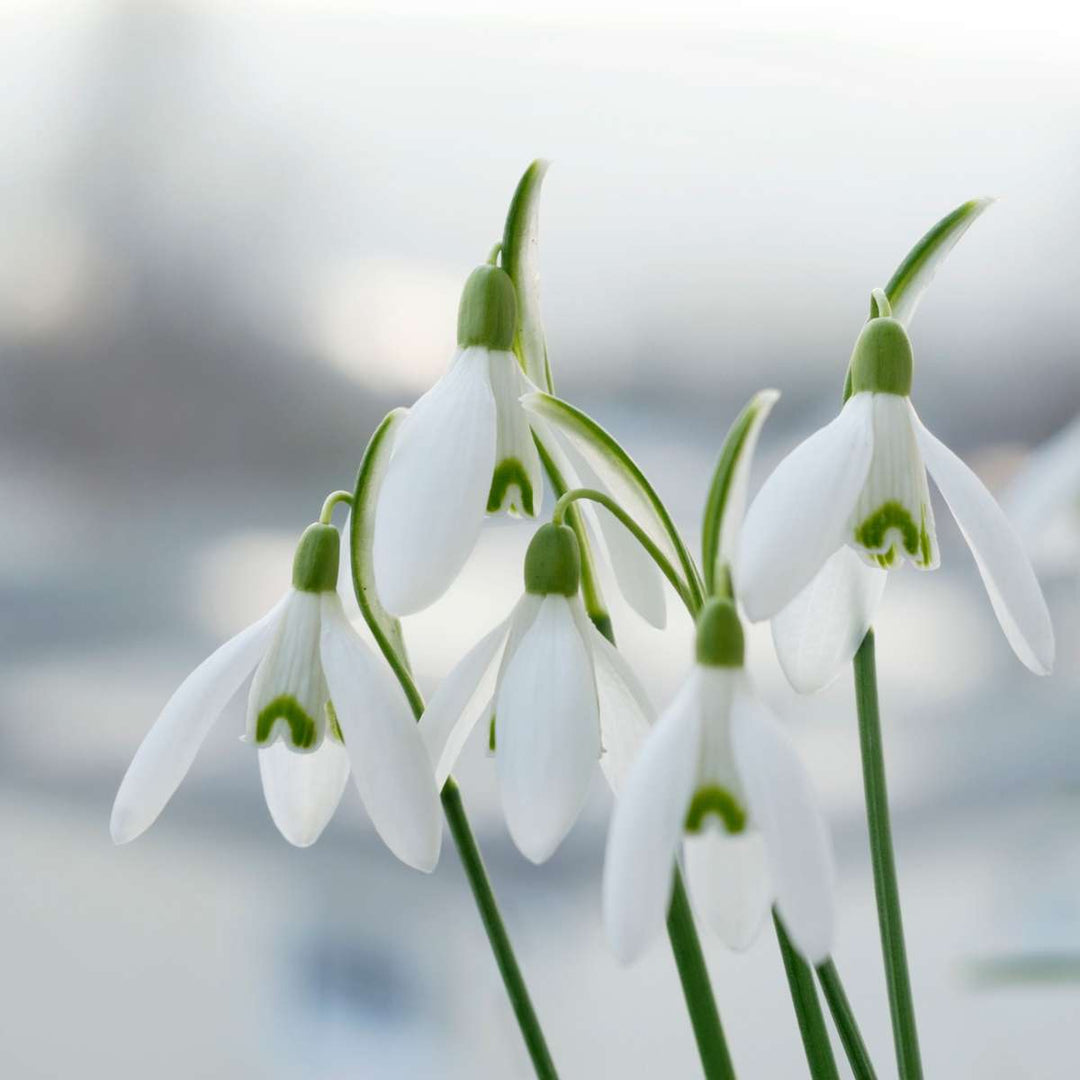 Galanthus Elwesii - Lukovice cvijeća x50 - Visibaba - Bijela - FloraStore