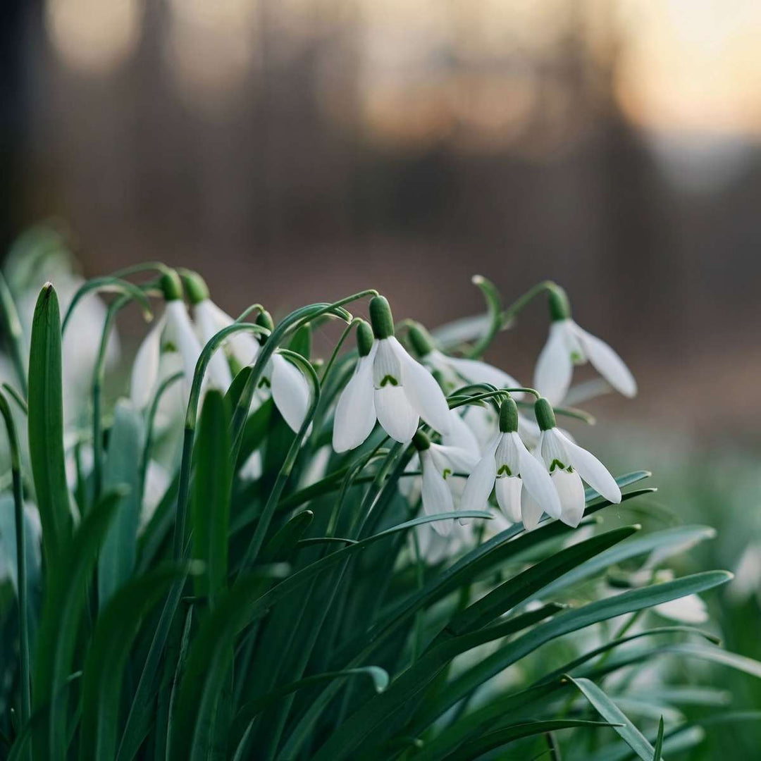 Galanthus Elwesii - Lukovice cvijeća x50 - Visibaba - Bijela - FloraStore