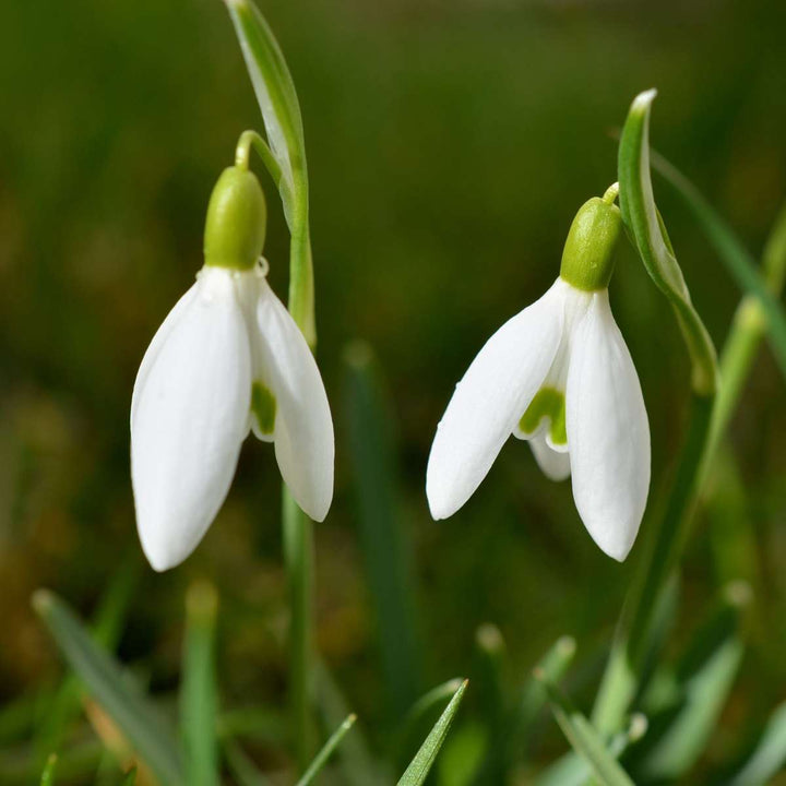 Galanthus Elwesii - Lukovice cvijeća x50 - Visibaba - Bijela - FloraStore