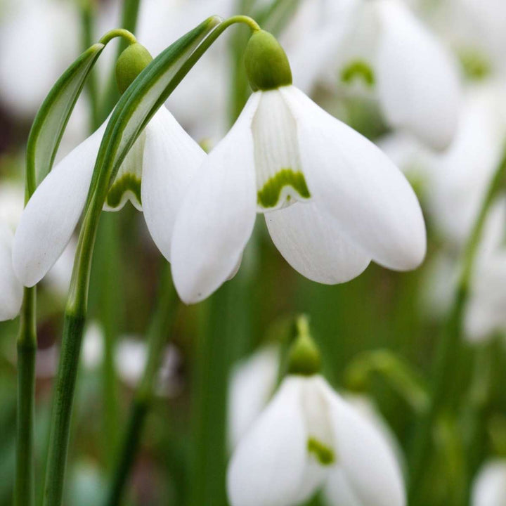 Galanthus Elwesii - Lukovice cvijeća x50 - Visibaba - Bijela - FloraStore