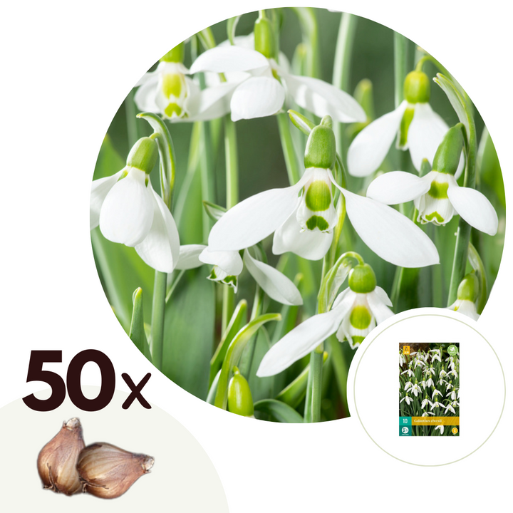 Galanthus Elwesii - Bloembollen x50 - Sneeuwklokje - Wit