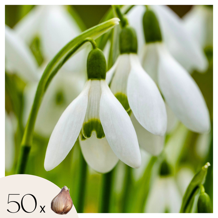 Galanthus Elwesii - Lukovice cvijeća x50 - Visibaba - Bijela - FloraStore