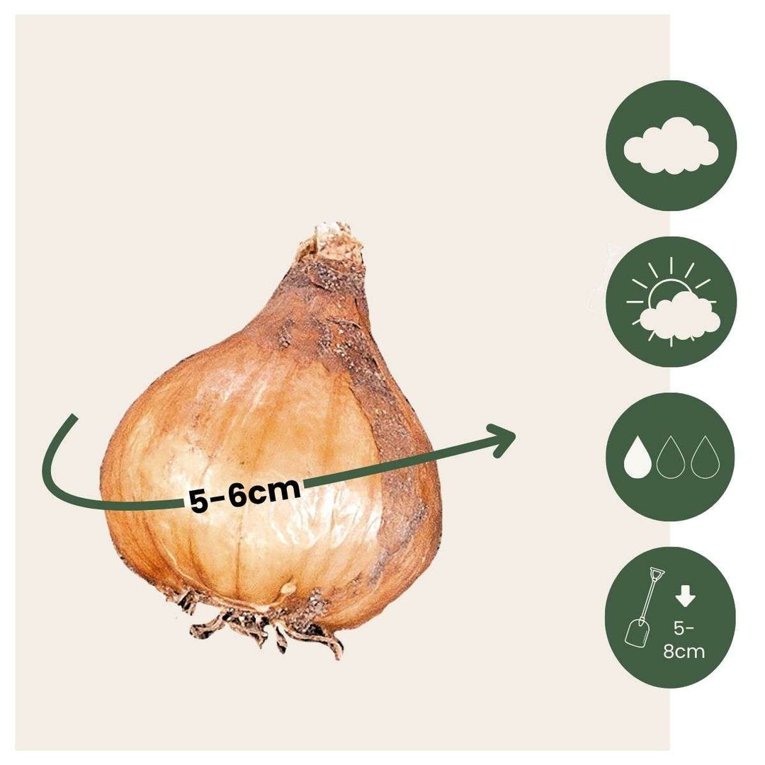 Galanthus Elwesii - Lukovice cvijeća x50 - Visibaba - Bijela - FloraStore