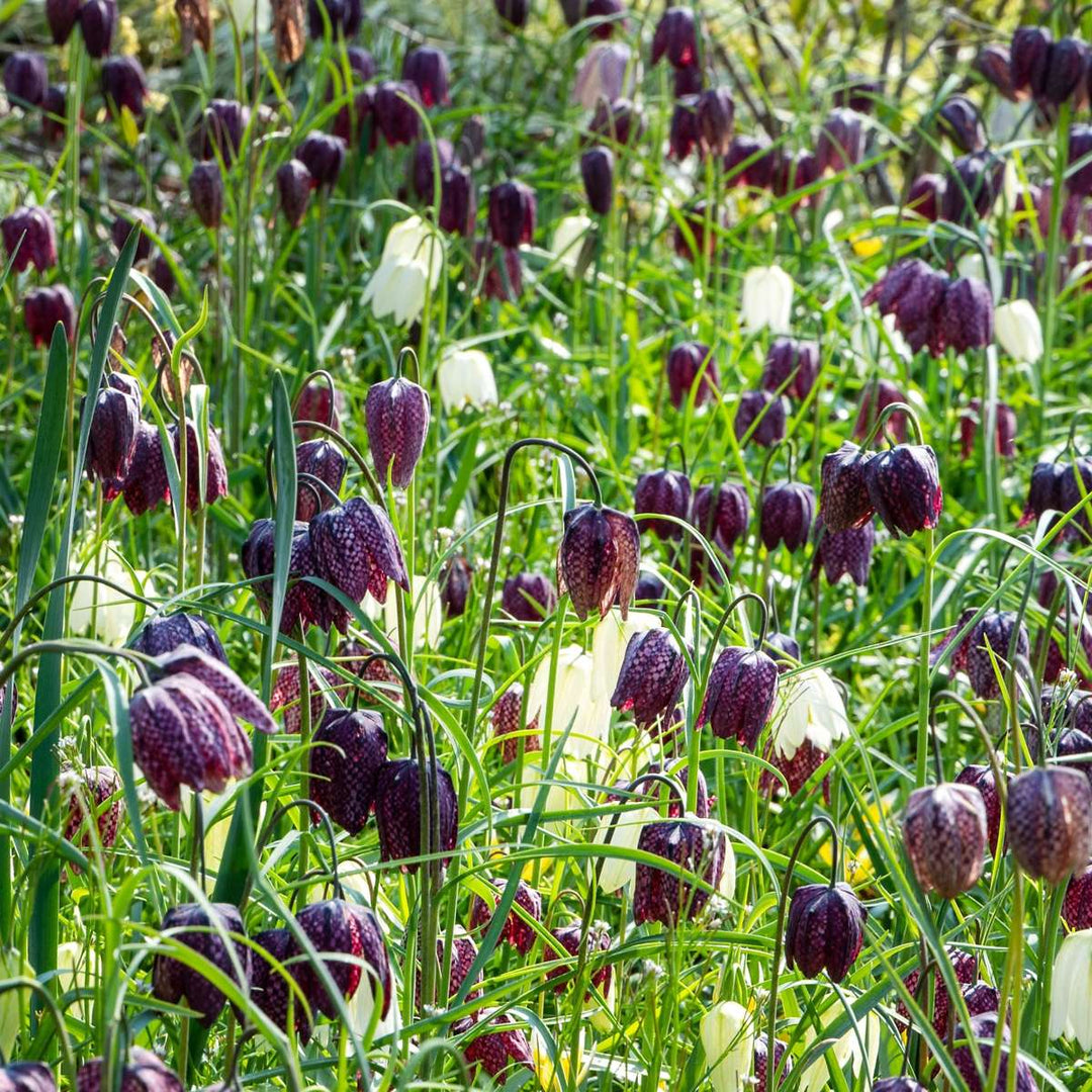 Fritillaria Meleagris - 60 stuks - Kievitsbloem