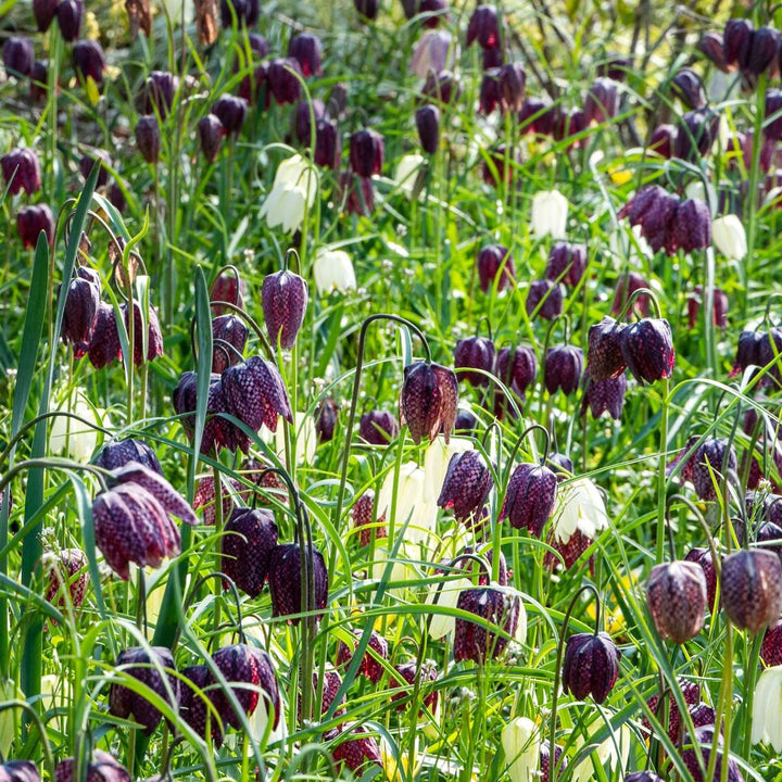 Fritillaria Meleagris - 60 stuks - Kievitsbloem