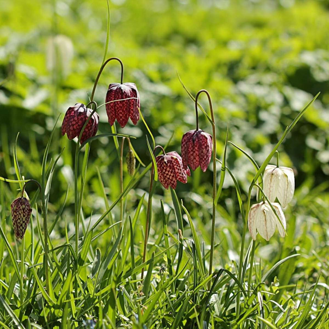 Fritillaria Meleagris - 60 kom - Lapwing cvijet