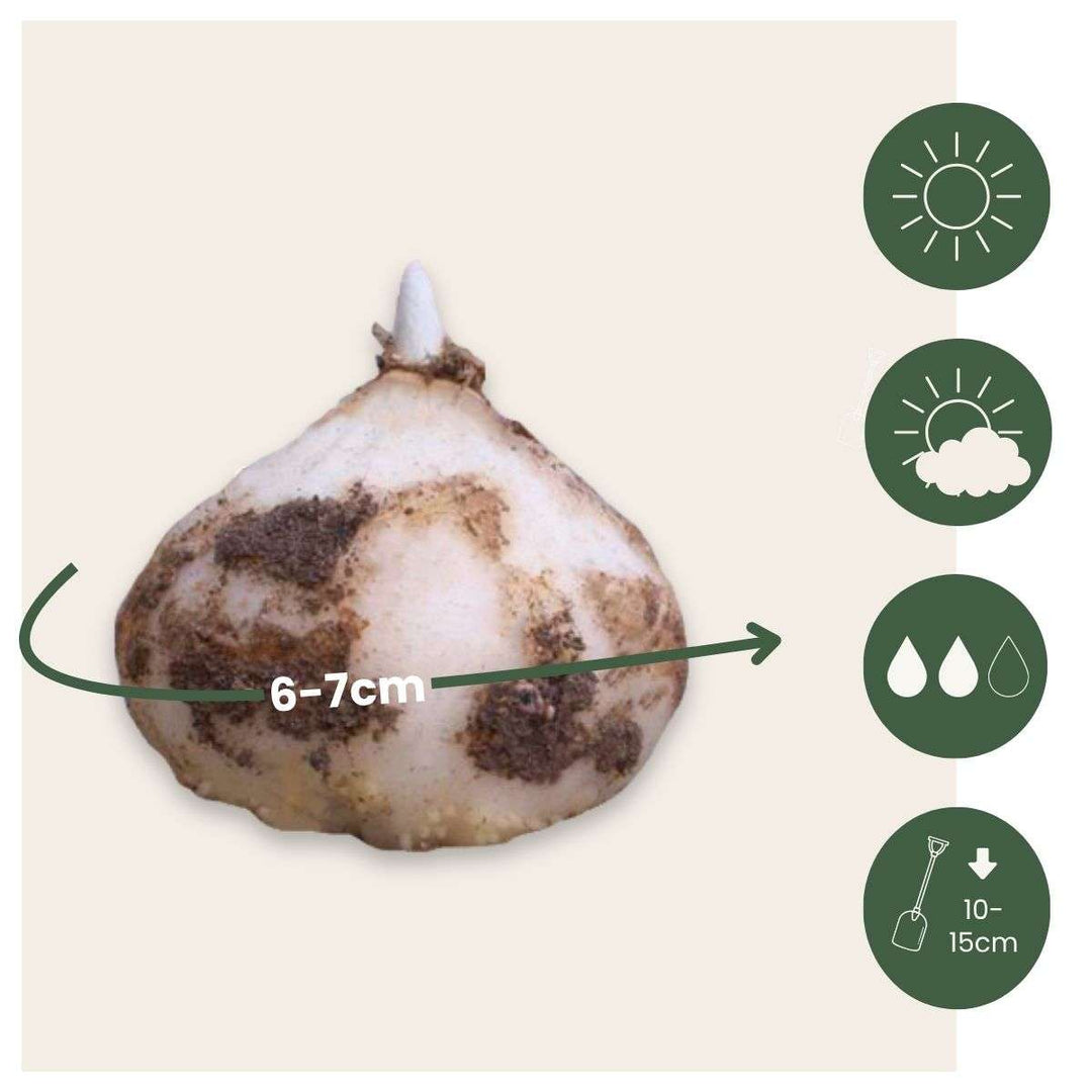 Fritillaria Meleagris - 60 kom - Lapwing cvijet