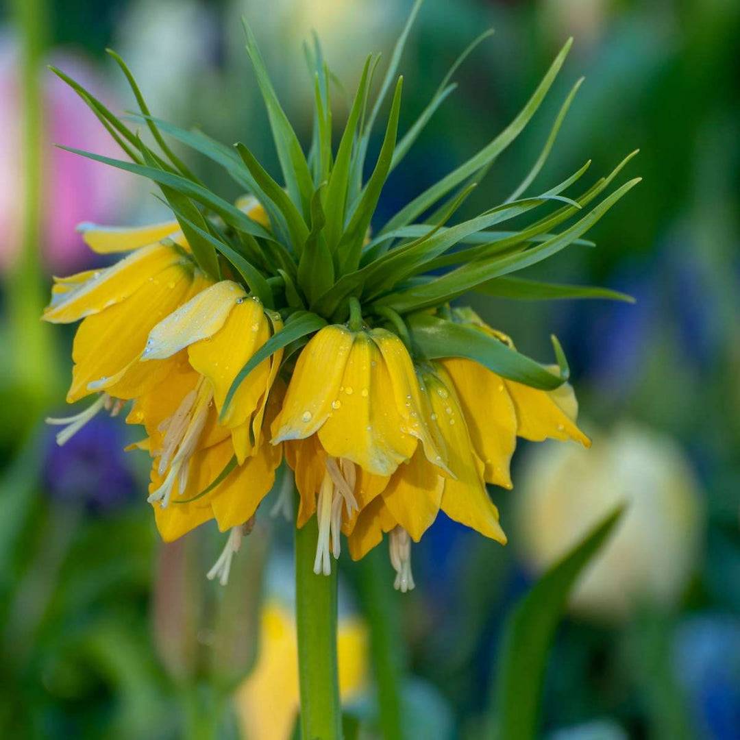 Fritillaria Lutea 'Keizerskroon' - Bloembollen - Set van 3