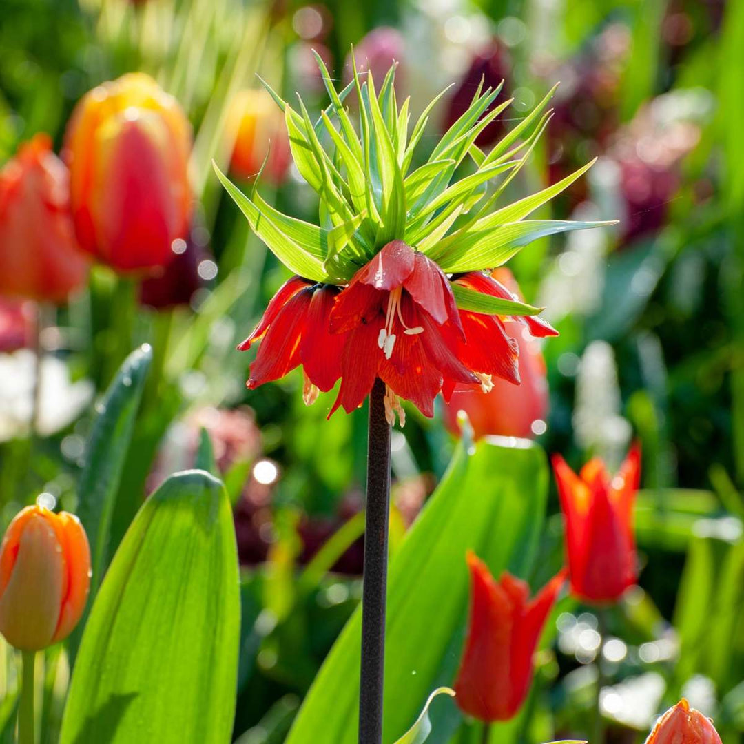 Fritillaria Rubra - Set od 3 komada - Crveni Lapwing Flower