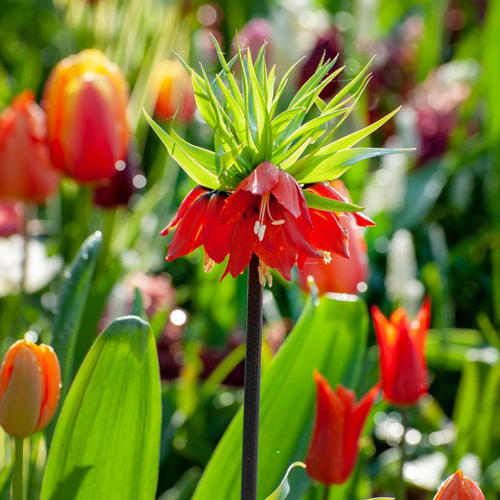 Fritillaria Rubra - Set od 3 komada - Crveni Lapwing Flower