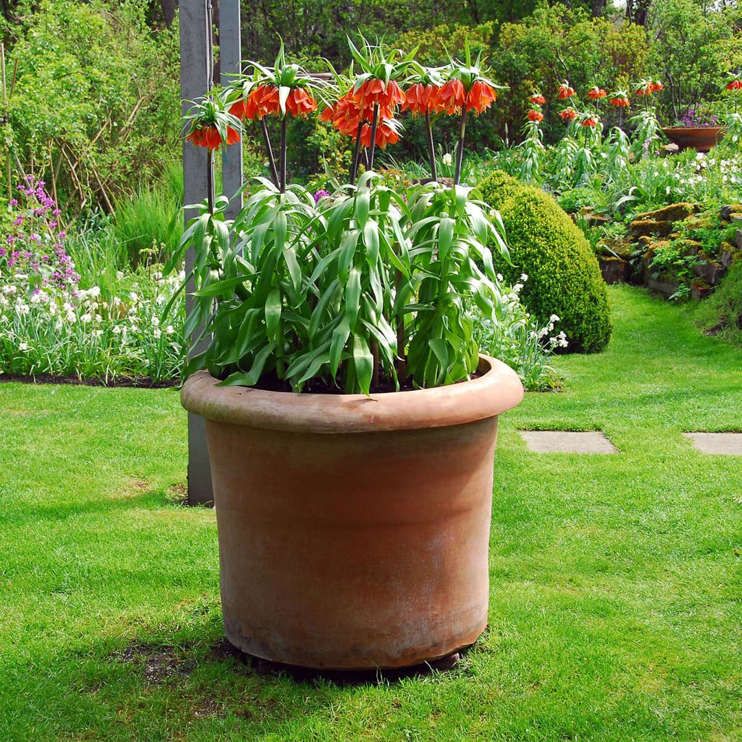 Fritillaria Rubra - Set od 3 komada - Crveni Lapwing Flower