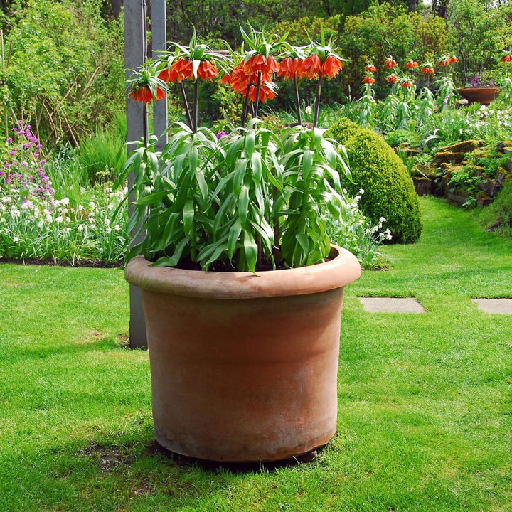 Fritillaria Rubra - Set od 3 komada - Crveni Lapwing Flower