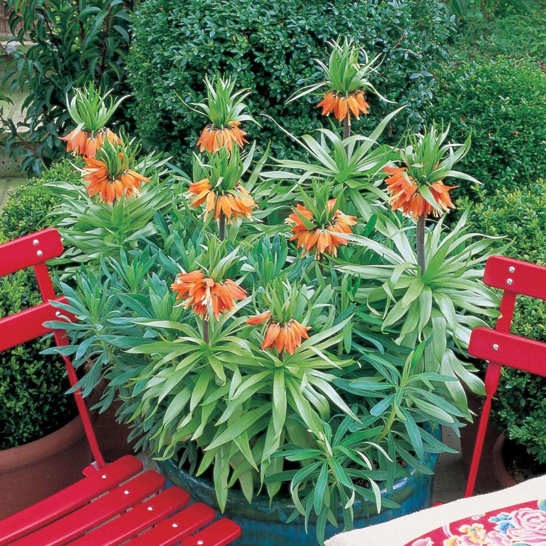 Fritillaria Rubra - Set od 3 komada - Crveni Lapwing Flower