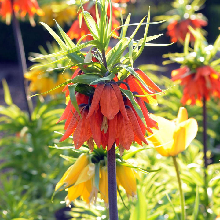 Fritillaria Rubra - Set od 3 komada - Crveni Lapwing Flower
