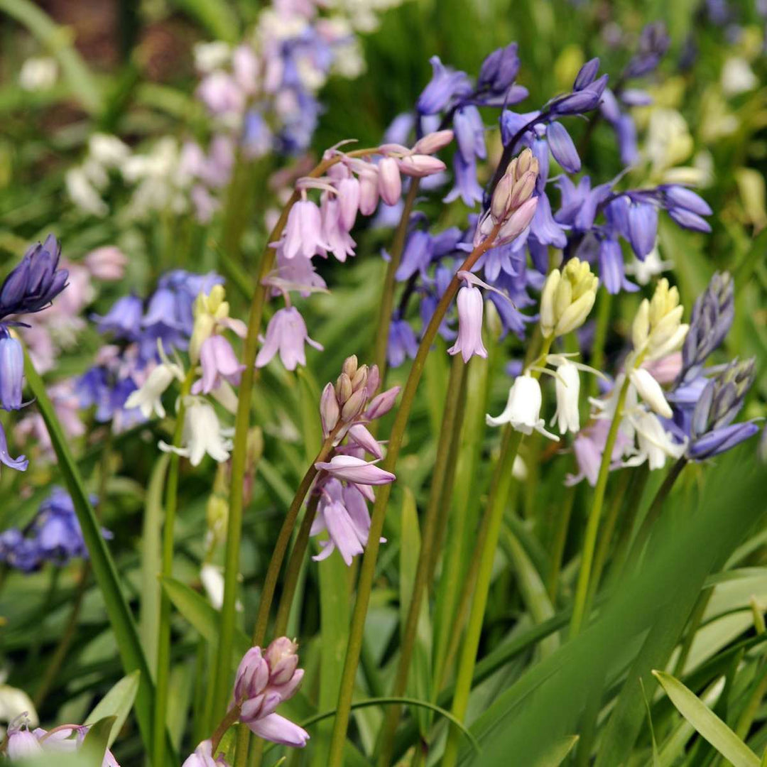 Hyacinthoides 'Hispanica Mix' - set od 40 zvjezdastih zumbula