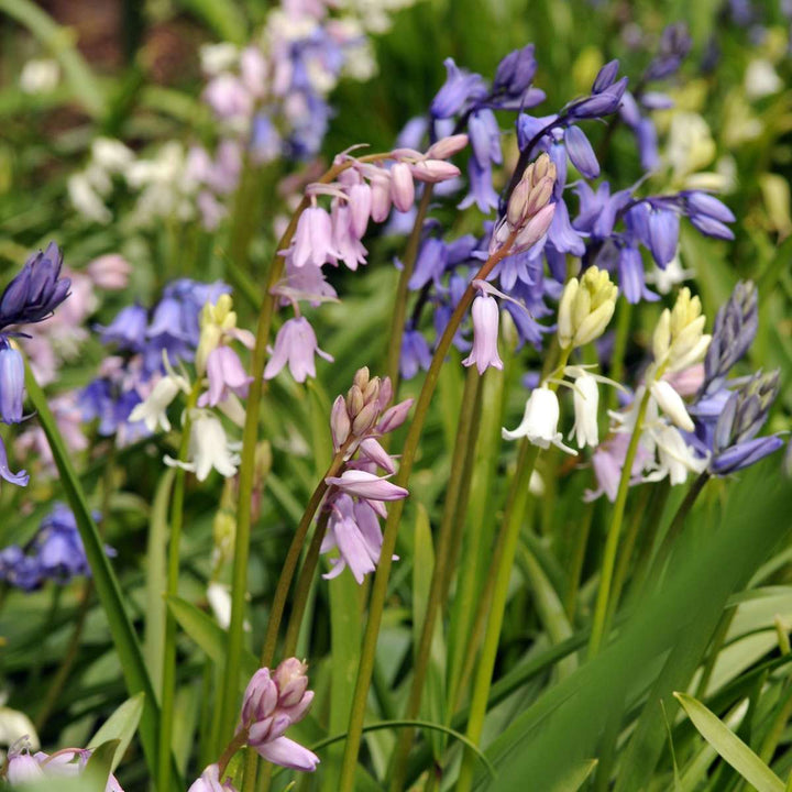 Hyacinthoides 'Hispanica Mix' - set od 40 zvjezdastih zumbula
