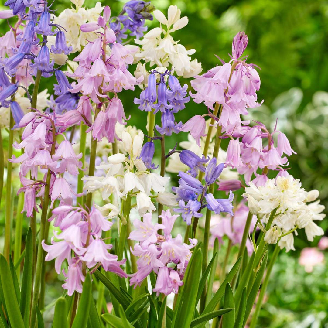 Hyacinthoides 'Hispanica Mix' - set od 40 zvjezdastih zumbula