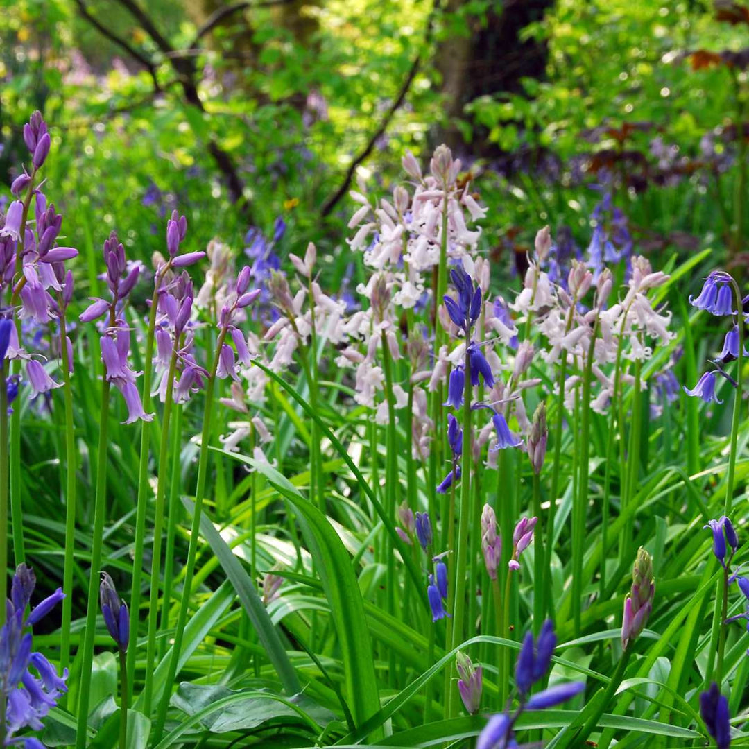 Hyacinthoides 'Hispanica Mix' - set od 40 zvjezdastih zumbula