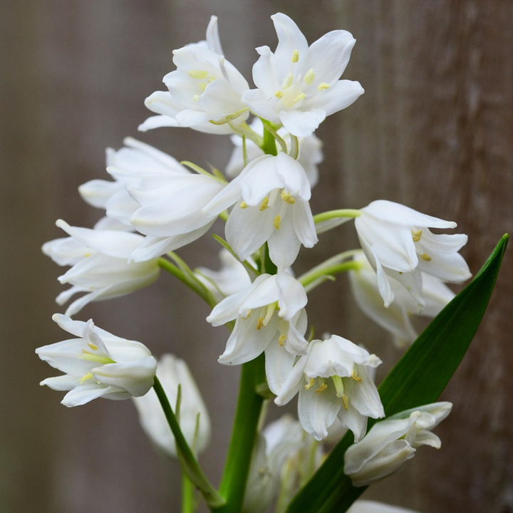 Hyacinthoides 'Hispanica Mix' - set od 40 zvjezdastih zumbula
